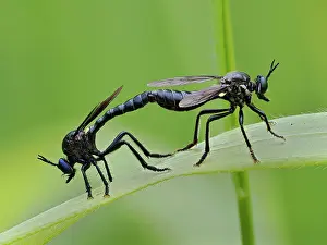 Asilidae Prints: Violet black-legged robberflies (Dioctria atricapilla) pair mating