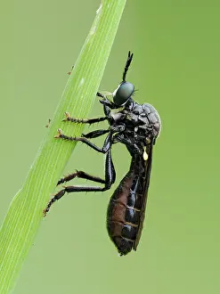 Asilidae Prints: Violet black-legged robberfly (Dioctria atricapilla) female resting on blade of grass
