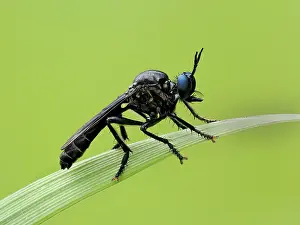 Asilidae Prints: Violet black-legged robberfly (Dioctria atricapilla) male resting on blade of grass