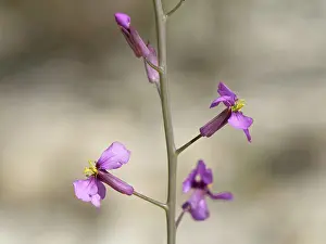 Mustard Prints: Violet cabbage (Moricandia moricandioides) in flower