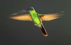 Trochilidae Prints: Violet-capped woodnymph hummingbird (Thalurania glaucopis) in flight