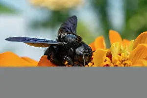 Xylocopa Prints: Violet carpenter bee (Xylocopa violacea) feeding on pollen in a garden