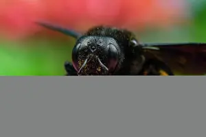 Xylocopa Prints: Violet carpenter bee (Xylocopa violacea) feeding on pollen in a garden