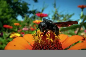 Xylocopa Prints: Violet carpenter bee (Xylocopa violacea) nectaring on pollen in a garden