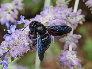 Labiatae Prints: Violet carpenter bee (Xylocopa violacea) resting on Lavender (Lavandula sp)