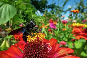 Xylocopa Prints: Violet carpenter bee (Xylocopa violacea) taking flight from a garden flower