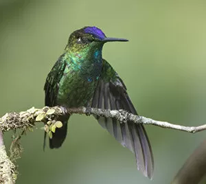 Violet-fronted brilliant (Heliodoxa leadbeateri) Ecuador