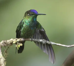 2018 May Highlights Prints: Violet-fronted brilliant (Heliodoxa leadbeateri) Ecuador