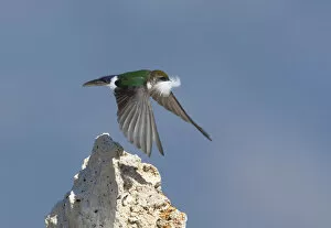 Images Dated 7th June 2011: Violet-green Swallow (Tachycineta thalassina), female in flight carrying a feather for nest lining