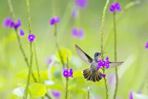 Phil Savoie Collection: Violet headed hummingbird (Klais guimeti) female visiting Porterweed (Stachytarpheta sp