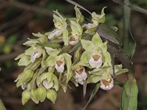 Orchidaceae Prints: Violet helleborine (Epipactis purpurata) in flower in woodland