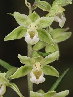 Orchidaceae Prints: Violet helleborine (Epipactis purpurata) in flower in woodland