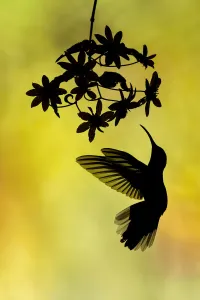 Campylopterus Prints: Violet sabrewing (Campylopterus hemileucurus) Costa Rica