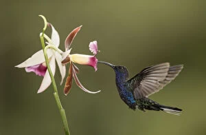 2019 May Highlights Gallery: Violet sabrewing hummingbird (Campylopterus hemileucurus) nectaring on Orchid. Costa Rica
