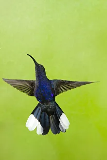 Violet Sabrewing Hummingbird (Campylopterus hemileucurus) male hovering at feeder