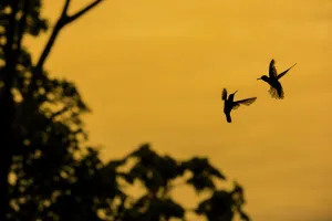 Campylopterus Prints: Violet sabrewing hummingbird (Campylopterus hemileucurus) male hummingbirds territorial