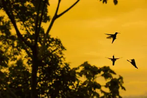 Violet sabrewing hummingbird (Campylopterus hemileucurus) male hummingbirds territorial