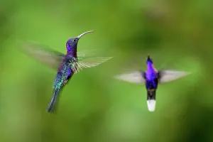 Blurred Movement Prints: Two Violet sabrewing hummingbird (Campylopterus hemileucurus) males