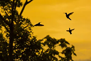 Violet sabrewing hummingbird (Campylopterus hemileucurus) males territorial fight at dawn