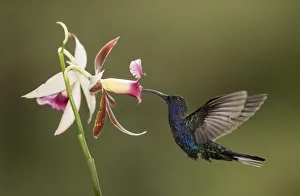 Campylopterus Prints: Violet sabrewing hummingbird (Campylopterus hemileucurus) nectaring on Orchid. Costa Rica