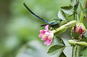 Flowers Prints: Violet tailed sylph (Aglaiocercus coelestis) Guango private reserve, Papallacta Valley