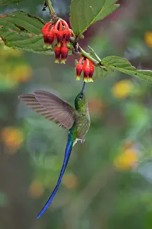 Trochilidae Prints: Violet-tailed sylph (Aglaiocercus coelestis) male