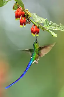 Blurred Movement Prints: Violet-tailed sylph (Aglaiocercus coelestis) male