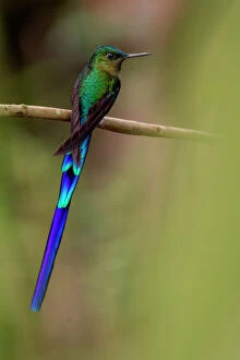 2018 March Highlights Collection: Violet-tailed sylph hummingbird (Aglaiocercus coelestis) Mindo, Pichincha, Ecuador