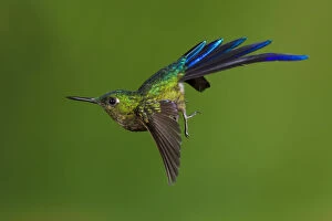 2019 September Highlights Gallery: Violet-tailed sylph hummingbird (Aglaiocercus coelestis) in flight, about to land