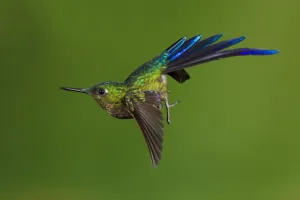 Trochilidae Prints: Violet-tailed sylph hummingbird (Aglaiocercus coelestis) in flight, about to land