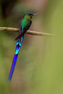 Trochilidae Prints: Violet-tailed sylph hummingbird (Aglaiocercus coelestis) Mindo, Pichincha, Ecuador