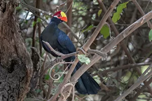 October 2022 Highlights Collection: Violet turaco (Musophaga violacea) perched on branch, Brufut Forest, The Gambia