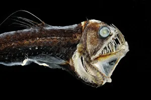 Viperfish (Chauliodus sloani) - deep sea specimen from Portugal