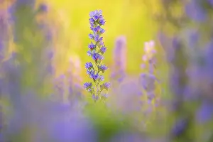 Boraginaceae Prints: Vipers bugloss (Echium vulgare) in flower, Braunton Burrows, Devon, England, UK. June