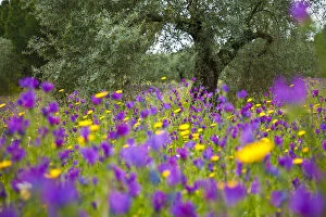 Vipers bugloss (Echium vulgare) flowering in an olive grove. Sierra de Andujar Natural Park