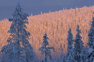 Virgin boreal forest, Muddus National Park, Lapland, Sweden