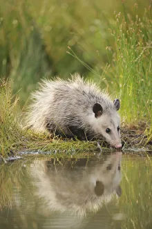 Wetlands Prints: Virginia Opossum (Didelphis virginiana) juvenile drinking from wetland lake
