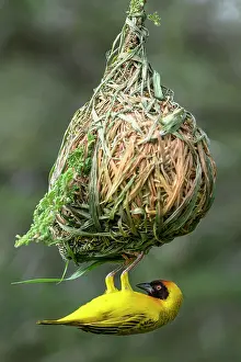 Tanzania Prints: Vitelline masked weaver (Ploceus vitellinus) male