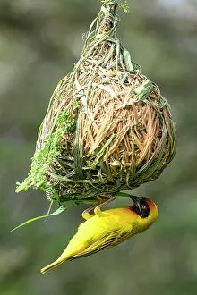 Tanzania Prints: Vitelline masked weaver (Ploceus vitellinus) male