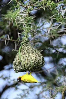 Tanzania Prints: Vitelline masked weaver (Ploceus vitellinus) male