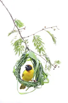 White Background Prints: Vitelline masked weaver (Ploceus vitellinus) nest building