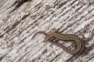 Viviparous or Common Lizard (Lacerta vivipara) basking on wood, Arne RSPB reserve