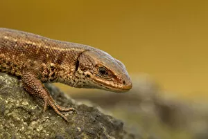 Images Dated 12th April 2010: Viviparous / Common lizard (Zootoca / Lacerta vivipara) basking in the early spring