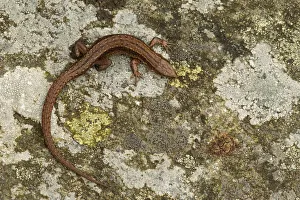 Viviparous / Common lizard (Zootoca / Lacerta vivipara) basking on rock, Staffordshire
