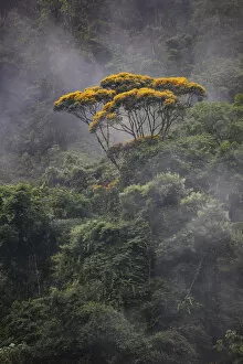 2020 August Highlights Collection: Vochysia tree and rainforest landscape, Copalinga Reserve, Ecuador, December 2018