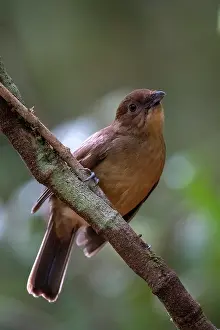 Ptilonorhynchidae Prints: Vogelkop bowerbird (Amblyornis inornata) male perched on branch, West Papua, Indonesia