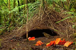 Songbird Gallery: Vogelkop bowerbird (Amblyornis inornatus) male, at his bower surrounded by orange leaves and petals