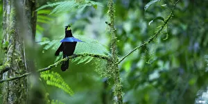 Images Dated 13th October 2022: Vogelkop superb bird-of-paradise (Lophorina niedda) male, perched on branch calling