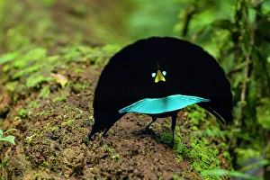 Reproduction Prints: Vogelkop superb bird-of-paradise (Lophorina niedda) male