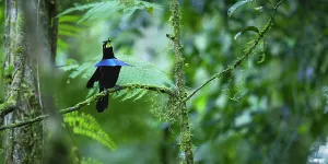 Vogelkop superb bird-of-paradise (Lophorina niedda) male, perched on branch calling, Arfak Mountains Nature Reserve, West Papua, Indonesia